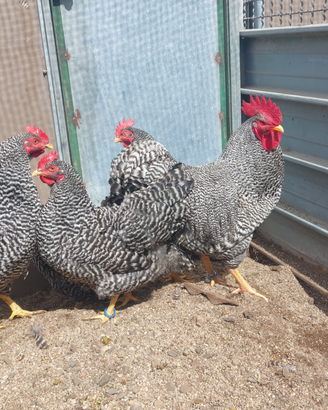 Galline amrock