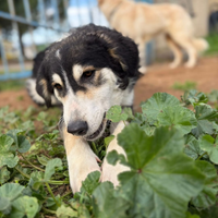 Bretzel: cucciola dolce e socievole