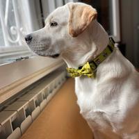 Labrador Maschio per monta