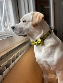 Labrador Maschio per monta