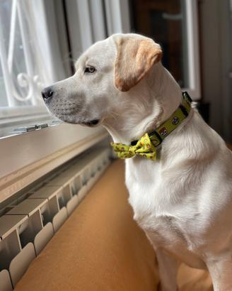 Labrador Maschio per monta