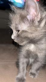 Cuccioli di gatto