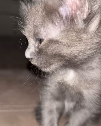 Cuccioli di gatto