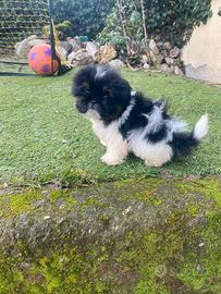 Shih Tzu cuccioli