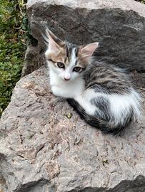 Cucciolata di gattini meticci