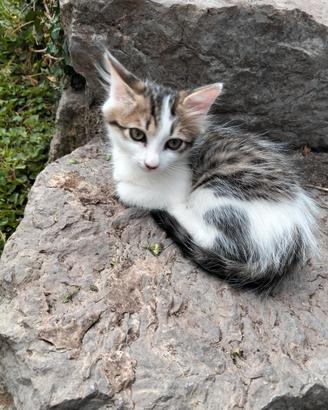 Cucciolata di gattini meticci