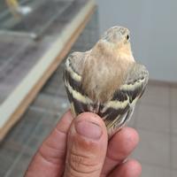 Lucherini euroasiatici mutati