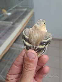 Lucherini euroasiatici mutati