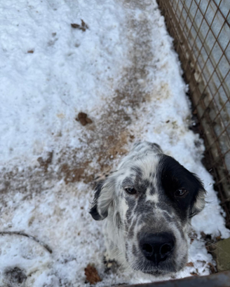 Cane da caccia