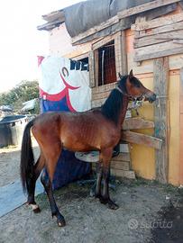 Super Pony