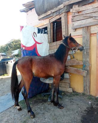 Super Pony