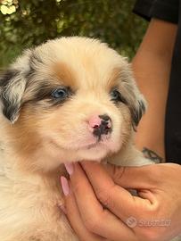 Cuccioli Australian Shepherd