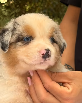 Cuccioli Australian Shepherd