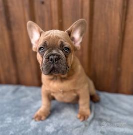 Bulldog francesi cuccioli esotici