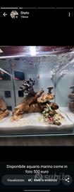acquario marino 