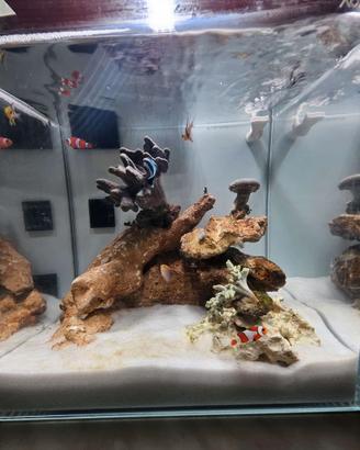 acquario marino 