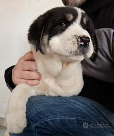 Cuccioli pastori dell'Asia centrale - Animali In vendita a Varese