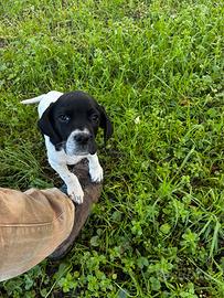 Cucciola da tartufo / caccia