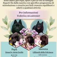 Disponibili cuccioli di schipperkee