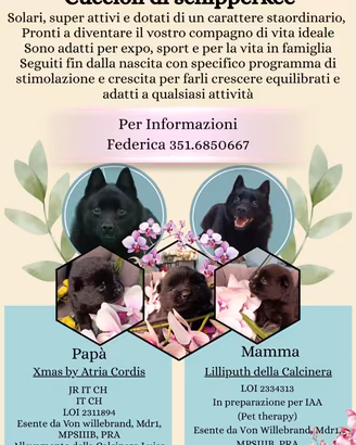 Disponibili cuccioli di schipperkee