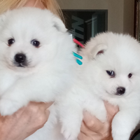 Cuccioli di Volpino Italiano