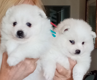 Cuccioli di Volpino Italiano