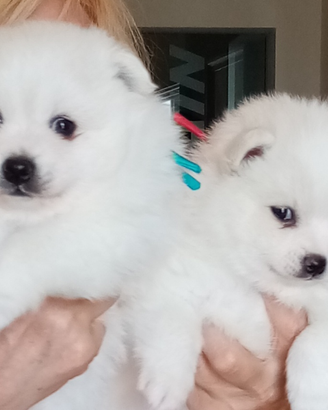 Cuccioli di Volpino Italiano