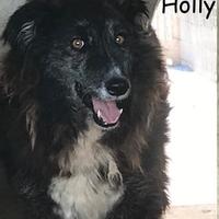ADOZIONE CANI ANZIANI - Holly, dolce e timorosa