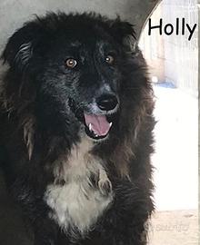 ADOZIONE CANI ANZIANI - Holly, dolce e timorosa