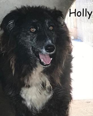 ADOZIONE CANI ANZIANI - Holly, dolce e timorosa