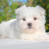 Cucciolina femmina di Maltese