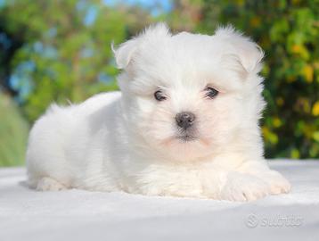 Cucciolina femmina di Maltese