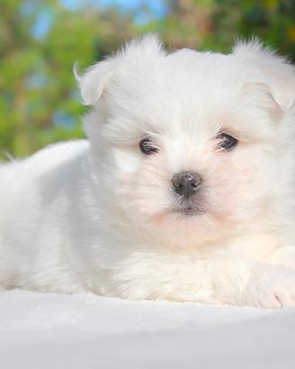 Cucciolina femmina di Maltese