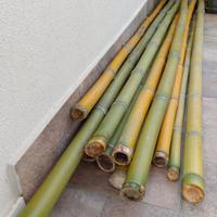 Canne Bamboo  tipo Madake