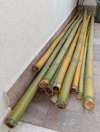 Canne Bamboo  tipo Madake