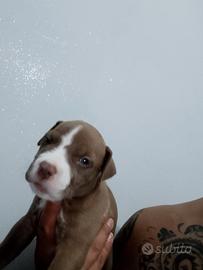 American Pitbull terrier