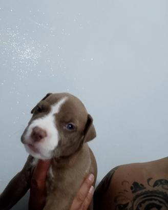 American Pitbull terrier