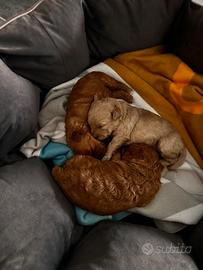 Cuccioli di barboncino nano