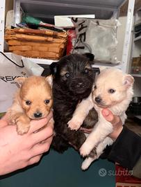 Cuccioli spitz mini toy pomerania