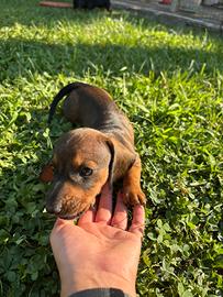 Cuccioli bassotti tedeschi nani a pelo corto