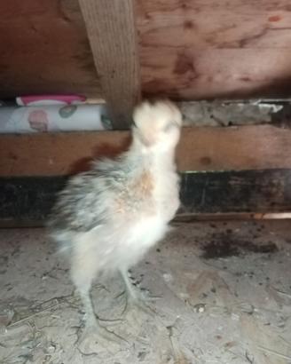 Galline ornamentali piccole