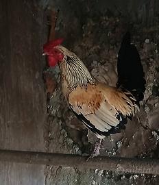 Galletto nano testa coronata