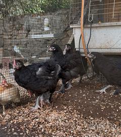 Galline ornamentali Marans