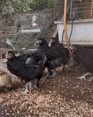 Galline ornamentali Marans