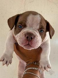 Americanbully Cucciolo Maschio 2 mesi