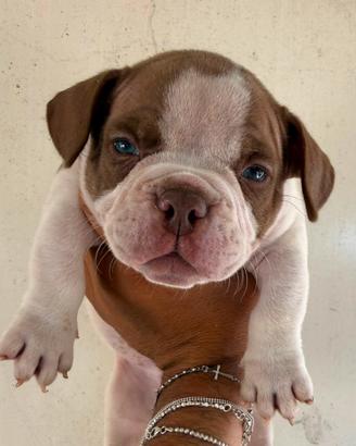 Americanbully Cucciolo Maschio 2 mesi