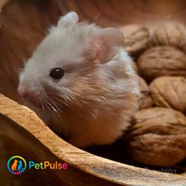 Criceti Dorati- Annuncio sempre disponibile