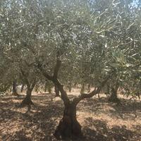 Alberi di ulivo