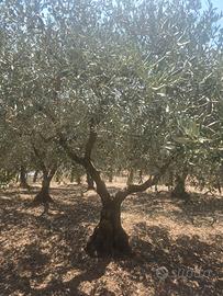 Alberi di ulivo