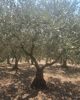 Alberi di ulivo